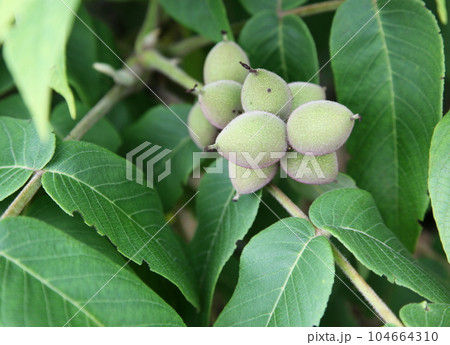 オニグルミの若い実 104664310