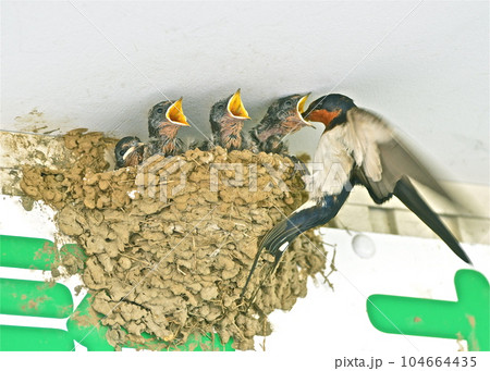 ツバメの子育て、小さな虫をヒナに与える親鳥。 ツバメの子育て、小さな虫をヒナに与える親鳥。 104664435