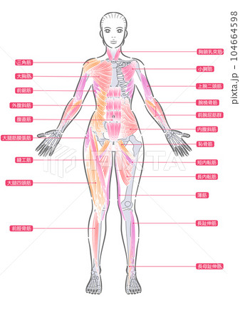 女性　全身筋肉　前面 104664598