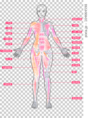女性　全身筋肉　前面 104664598