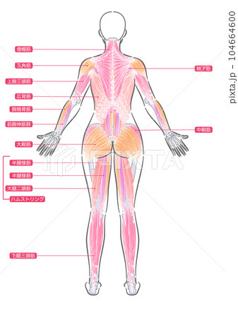 女性　全身筋肉　後面　表層 104664600