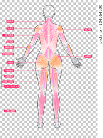 Female whole body muscle posterior surface 104664600