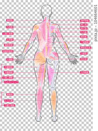 女性 全身筋肉 後面 女性 全身筋肉 後面 104664601