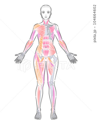女性 全身筋肉 前面 表記なし 女性 全身筋肉 前面 表記なし 104664602
