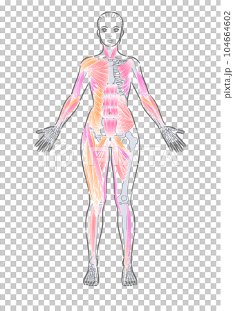 女性 全身筋肉 前面 表記なし 女性 全身筋肉 前面 表記なし 104664602
