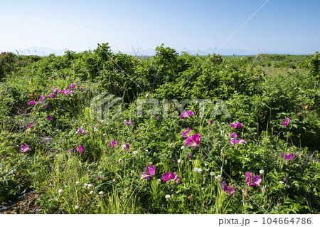 ハマナス咲く野付半島 104664786