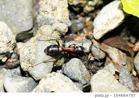 ムネアカオオアリ ムネアカオオアリ 104664797