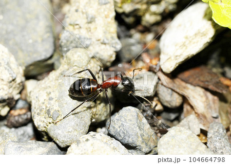 ムネアカオオアリ ムネアカオオアリ 104664798