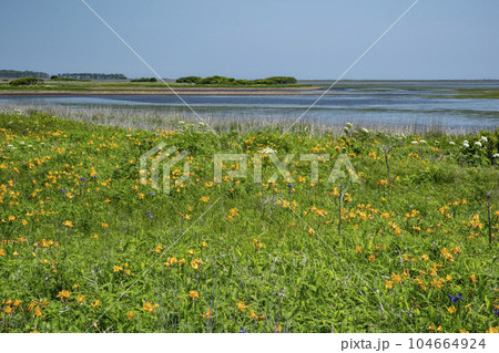 野付原生花園 104664924