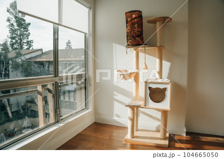 wooden cat tree in modern house. A cat tree is an artificial structure for a cat to play. wooden cat tree in modern house. A cat tree is an artificial structure for a cat to play. 104665050