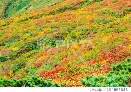 秋の栗駒山登山（中央コース）：神の絨毯 104665088
