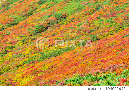 秋の栗駒山登山（中央コース）：神の絨毯 104665092