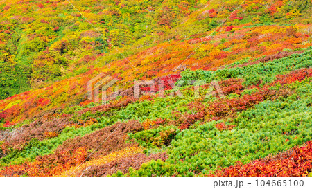 秋の栗駒山登山（中央コース）：神の絨毯 104665100
