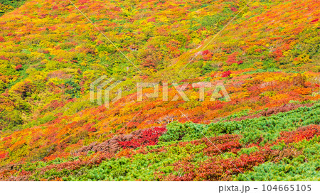 秋の栗駒山登山（中央コース）：神の絨毯 104665105