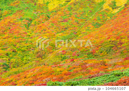 秋の栗駒山登山（中央コース）：神の絨毯 104665107