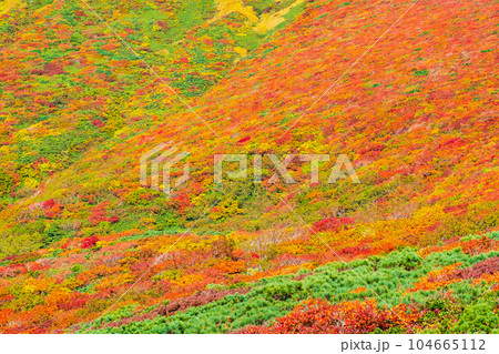 秋の栗駒山登山（中央コース）：神の絨毯 104665112