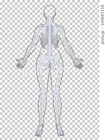 Plantar Flexion Illustrations & Vectors