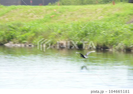 柳瀬川駅　川を遡って飛ぶ川鵜 104665181