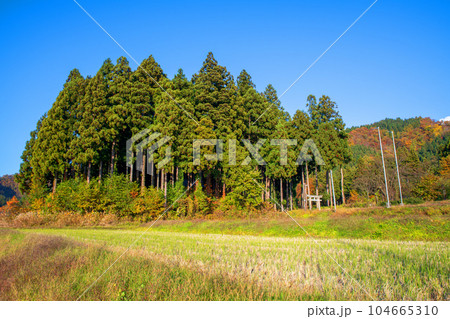 晩秋の南魚沼　鎮守の森風景　秋景色　新潟県南魚沼市　　 104665310