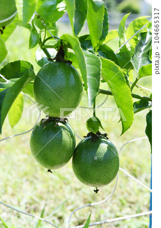 パッションフルーツの実 104665317