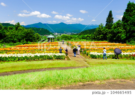 月岡公園のユリ 月岡公園のユリ 104665495