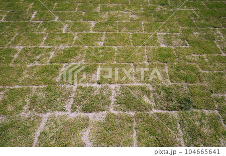 庭に芝生を張る　目地張り 104665641