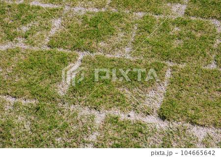 庭に芝生を張る　目地張り 104665642