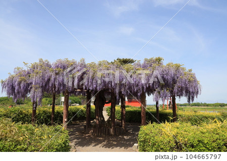 群馬県邑楽郡邑楽町の多々良沼浮島弁財天の藤棚 104665797