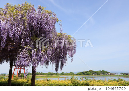 群馬県邑楽郡邑楽町の多々良沼浮島弁財天の藤棚 群馬県邑楽郡邑楽町の多々良沼浮島弁財天の藤棚 104665799