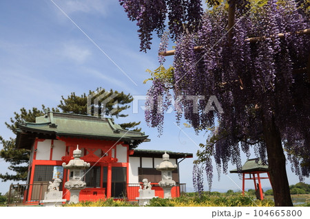 群馬県邑楽郡邑楽町の多々良沼浮島弁財天の風景 群馬県邑楽郡邑楽町の多々良沼浮島弁財天の風景 104665800