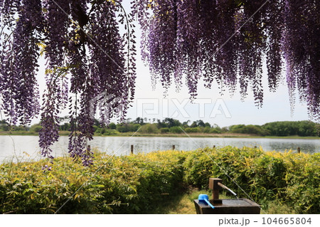 群馬県邑楽郡邑楽町の多々良沼浮島弁財天の藤棚 群馬県邑楽郡邑楽町の多々良沼浮島弁財天の藤棚 104665804