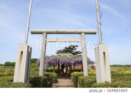 群馬県邑楽郡邑楽町の多々良沼浮島弁財天の風景 104665805