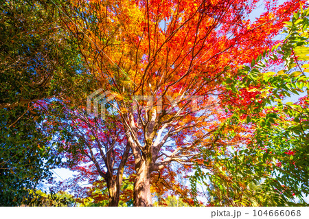 私市植物園の紅葉 私市植物園の紅葉 104666068