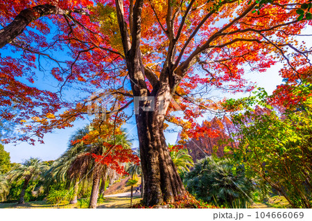 私市植物園の紅葉 104666069