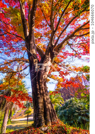 私市植物園の紅葉 私市植物園の紅葉 104666070