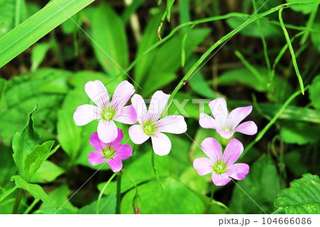 道端に咲くムラサキカタバミ(紫片喰) 道端に咲くムラサキカタバミ(紫片喰) 104666086