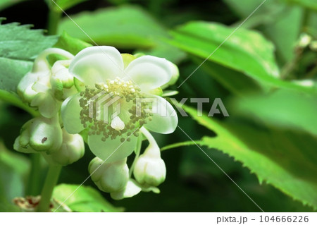 待ちに待ったギンバイソウ(銀梅草)咲き始め 待ちに待ったギンバイソウ(銀梅草)咲き始め 104666226