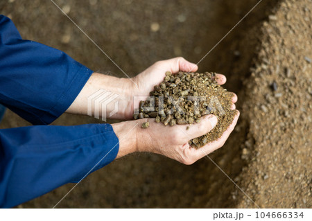 Close up of farmer hands holding animal feed granulated rapeseed meal at farm storage area 104666334