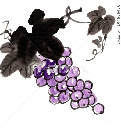 水墨画技法で描いた簡単な葡萄のイラスト素材 [104666436] - PIXTA