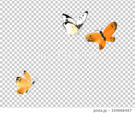 水墨画技法で描いたモンキチョウ 104666487