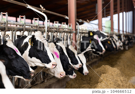 Farm cowshed with milking cows eating hay from manger 104666512
