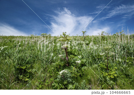 積丹ブルーと神威岬 104666665