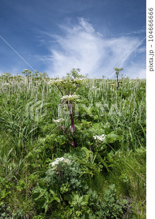 積丹ブルーと神威岬 104666666