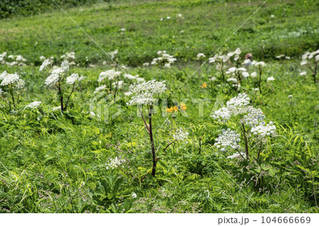 積丹ブルーと神威岬 104666669