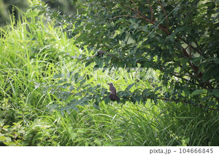 木の枝に止まっているヒヨドリ 木の枝に止まっているヒヨドリ 104666845