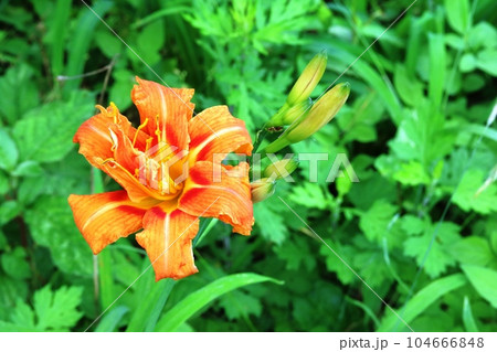 突然咲き始めたヤブカンゾウ（藪萱草） 104666848