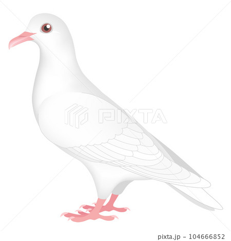 白い鳩 白い鳩 104666852