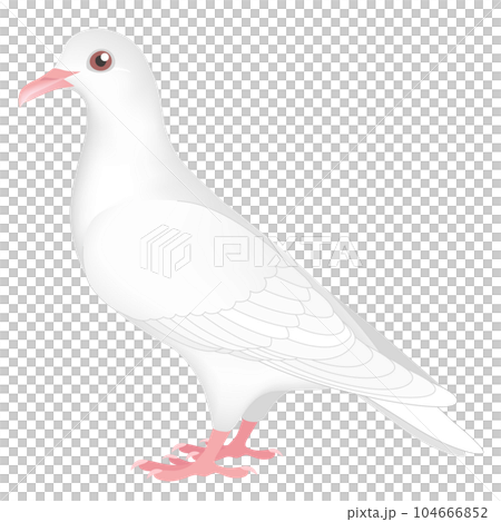 白い鳩 白い鳩 104666852