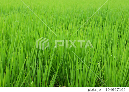 稲　田園　田んぼ 104667163