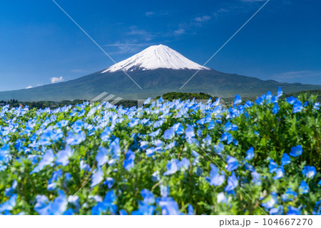 《山梨県》初夏の富士山とネモフィラ・大石公園 104667270